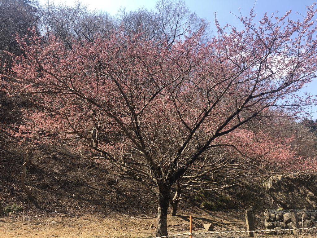 「春分の日」もオープンします